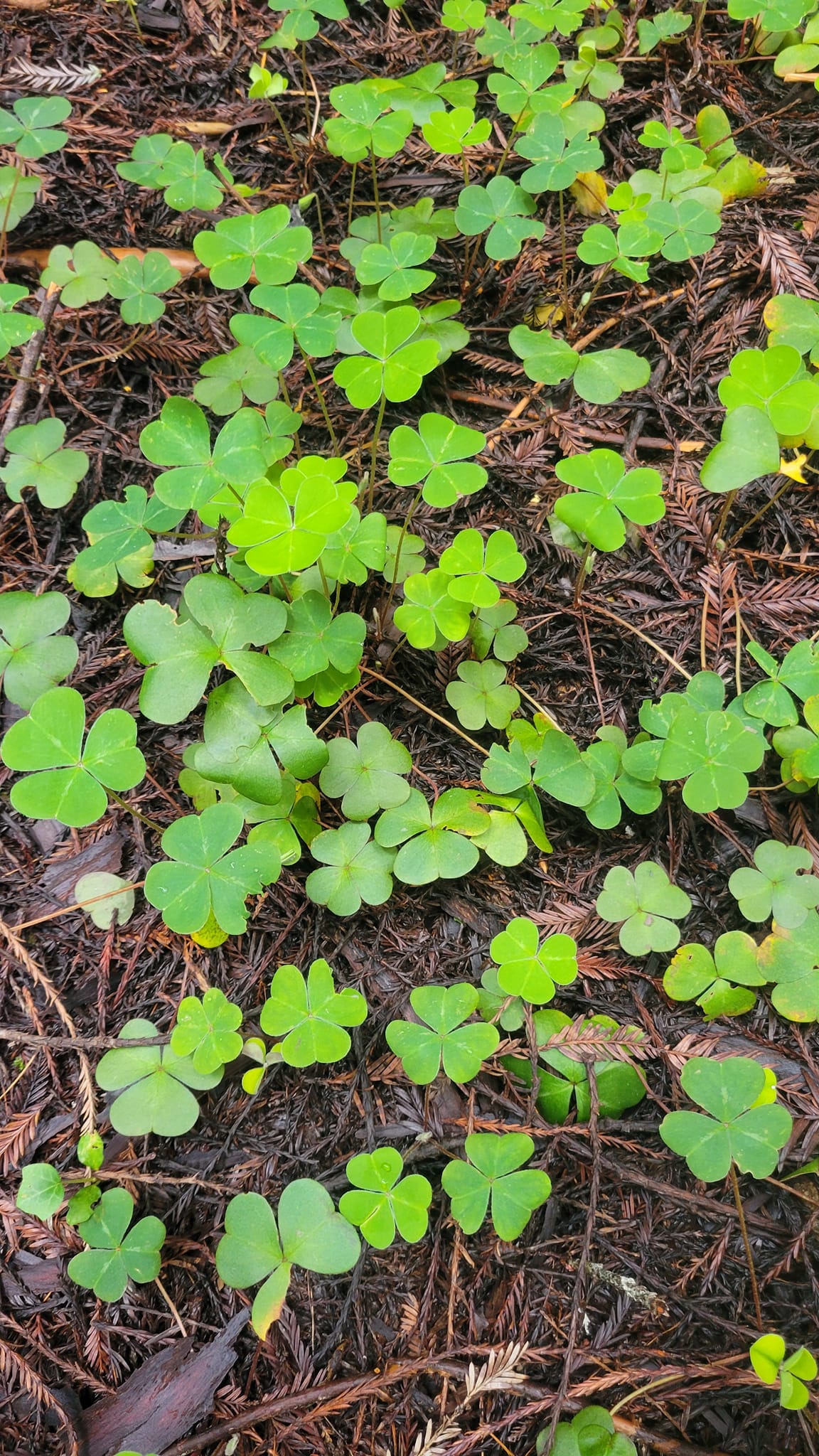 Eldred's - Did you know all parts of the clover are edible? They are ...