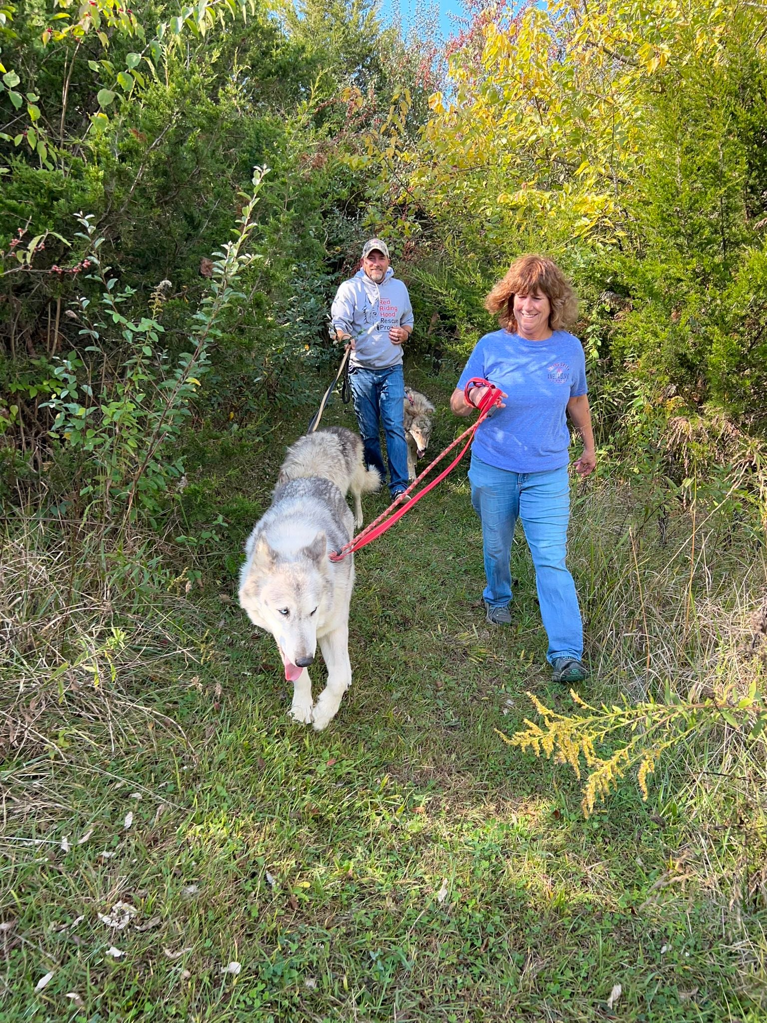 Red... - Red Riding Hood Rescue Project - a wolfdog rescue