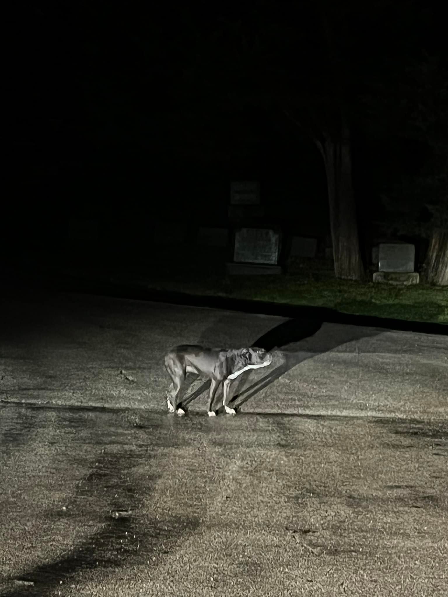 Lost dog in Oak Ridge Cemetery, Springfield, IL
