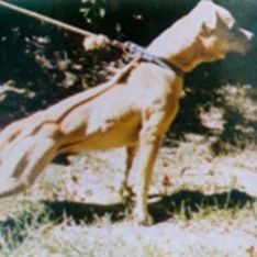 Crenshaw's ch jeep dog history and legacy