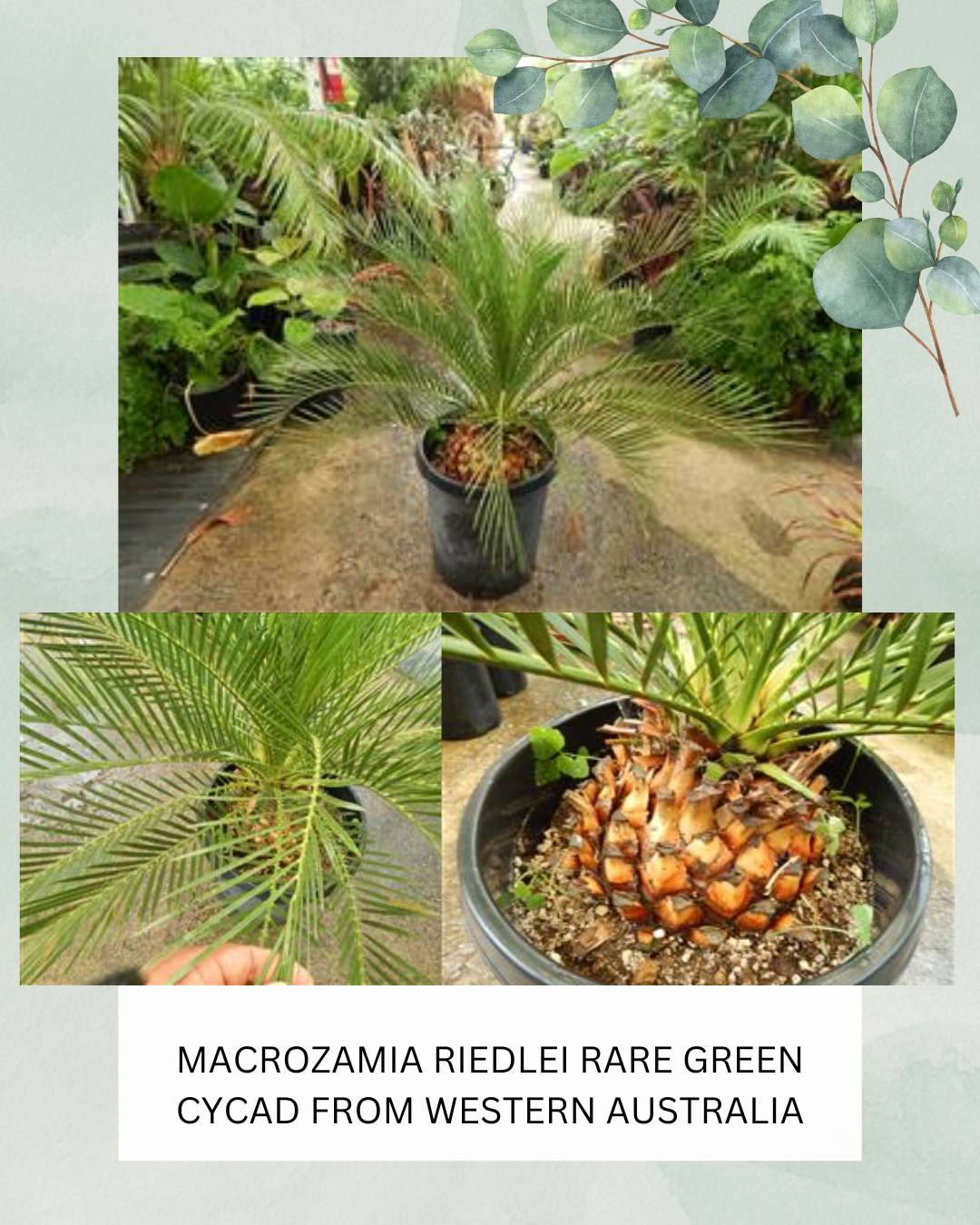 TRUNKLESS... - Jungle Music Palms, Cycads, and Tropical Plants