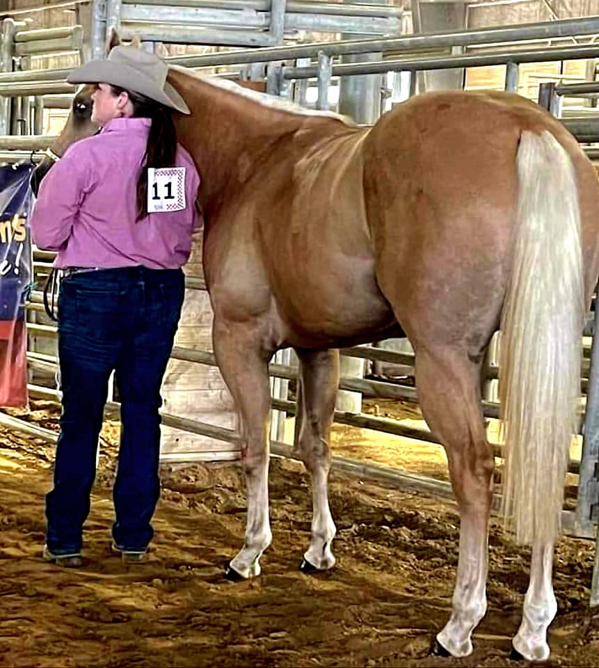 2017 Palomino Stallion