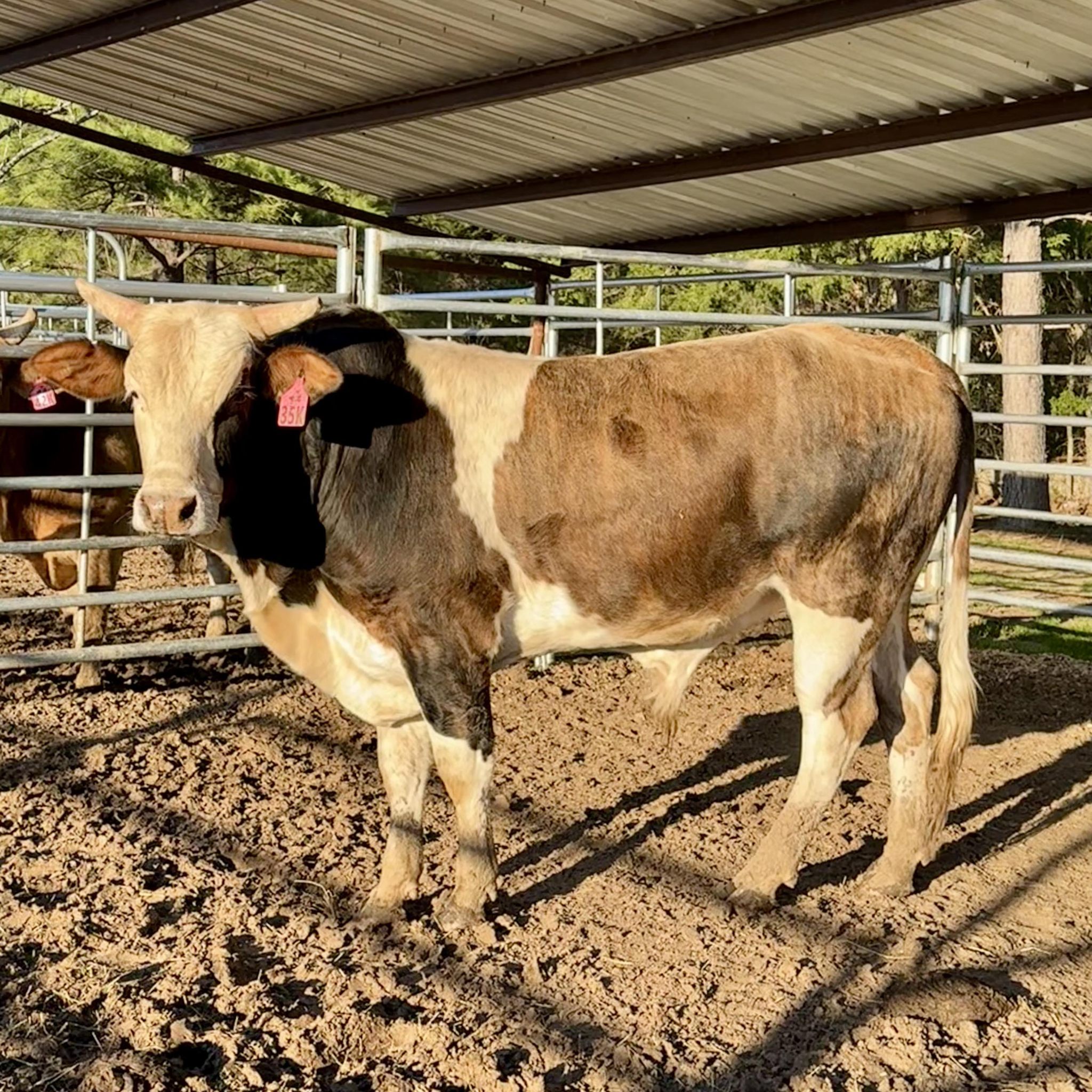 Part 3 | By Bloyd Land And Cattle Co. | Can't feel his legs.