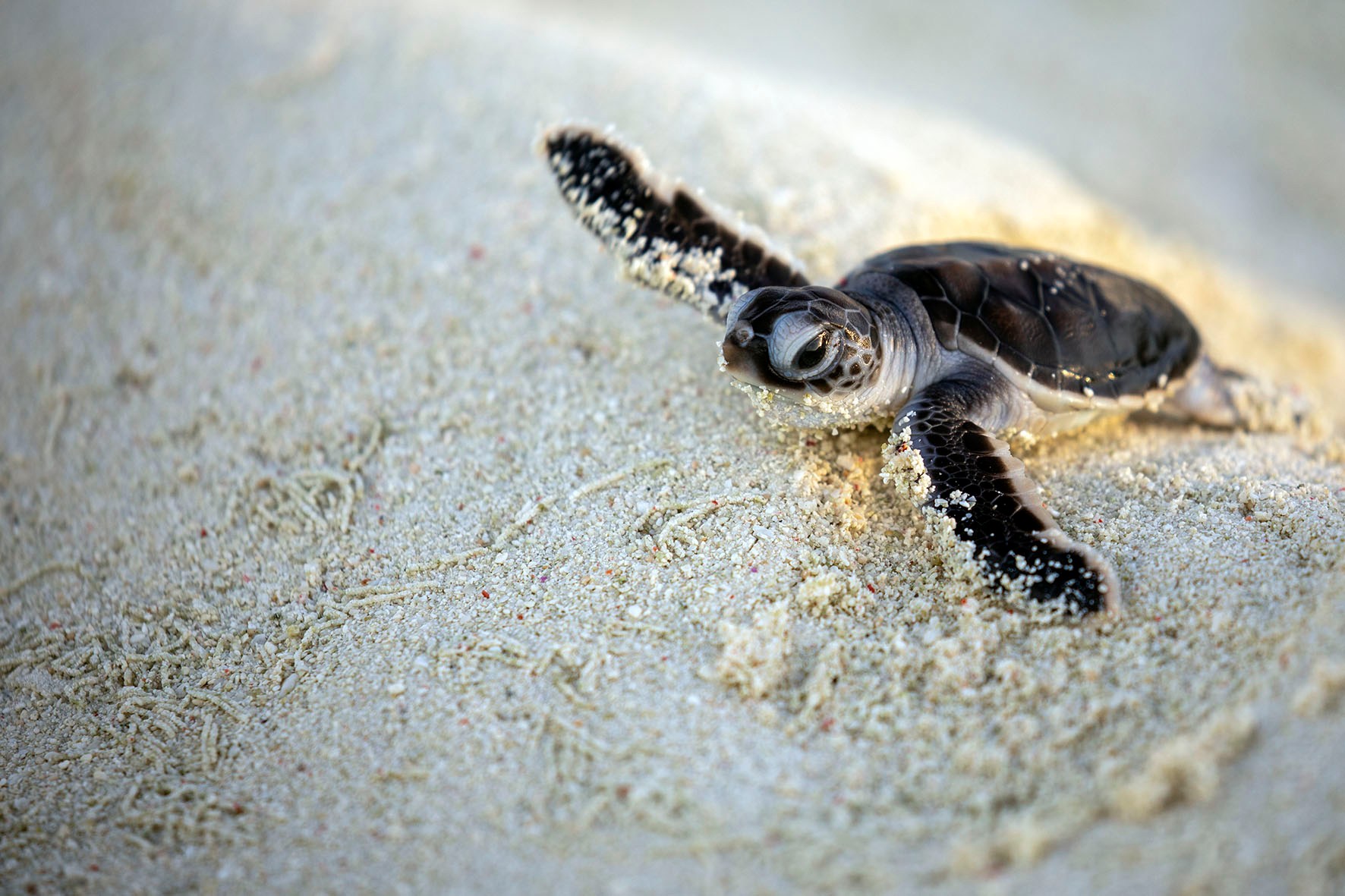 Triggerfish - A newly hatched green turtle races across the sand to the ...