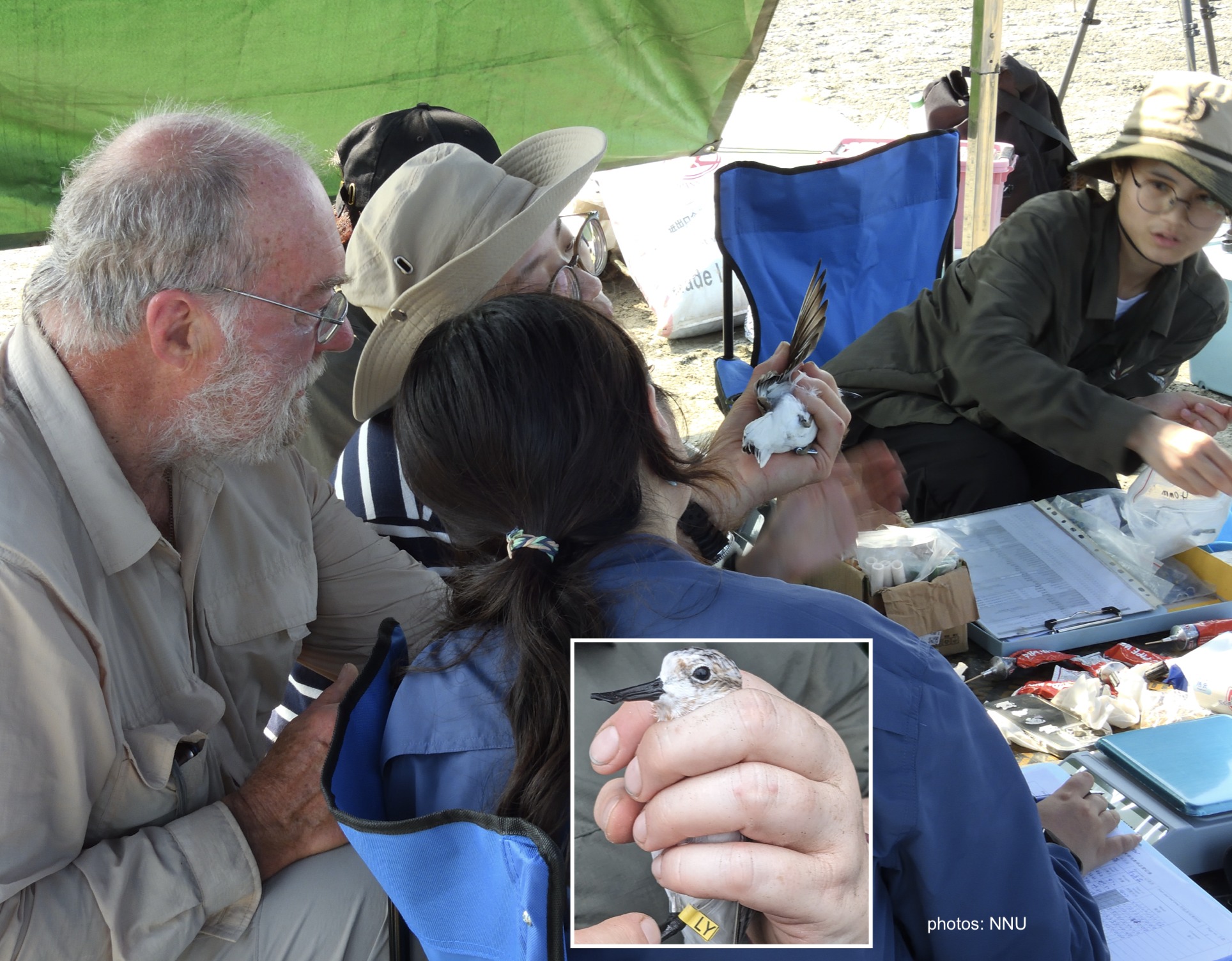 Spoon-billed Sandpiper Task Force