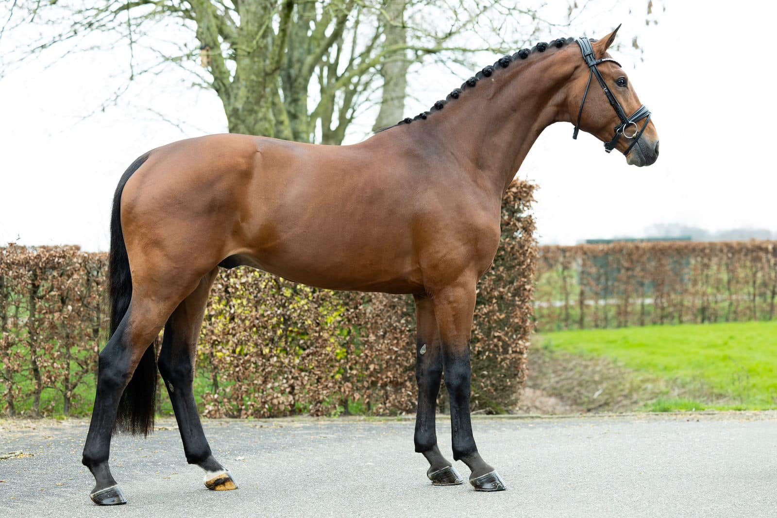 Blue Hors Kingston x Blue Hors Zack 3-year-old gelding for sale