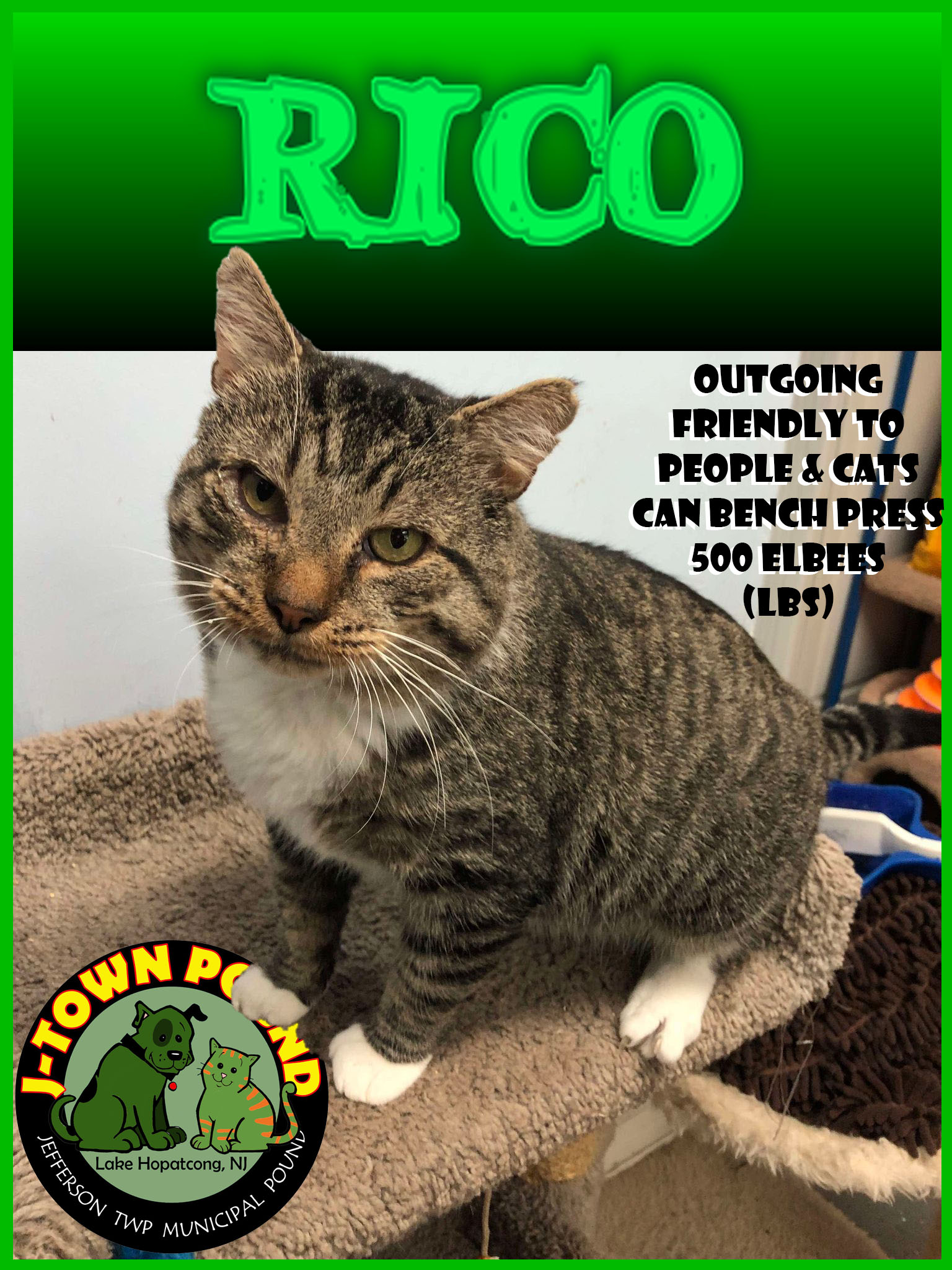 Meet Rico, a friendly and outgoing cat needing a forever home