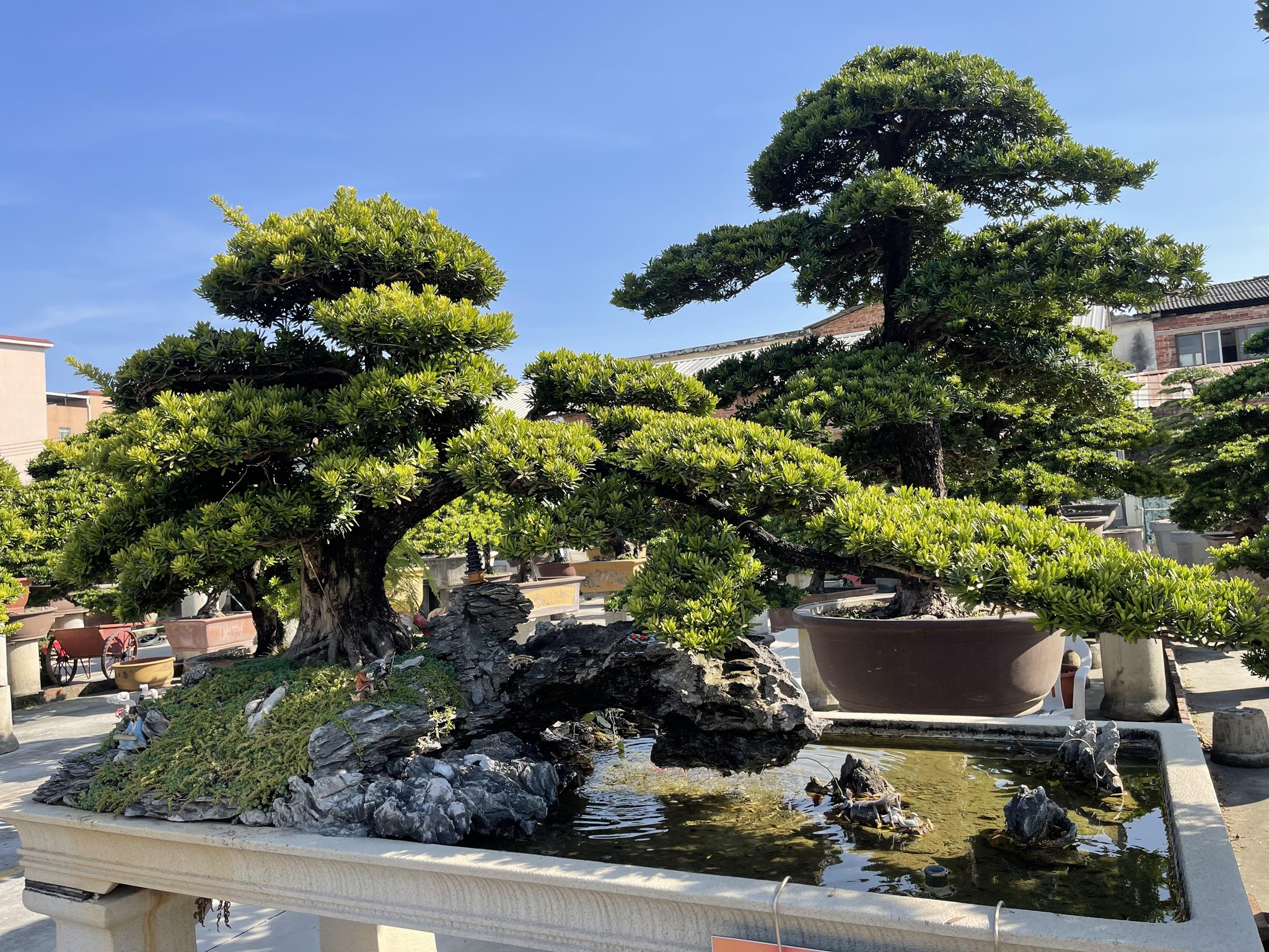 [Video]Maba Buxifolia | Diospyros Ferrea | Kayu Gading Gajah | 象牙木 | 黑木 ...