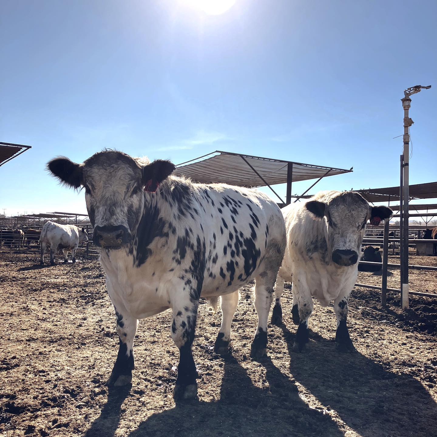 Winter in California is tough for... - Harris Ranch Beef | Facebook