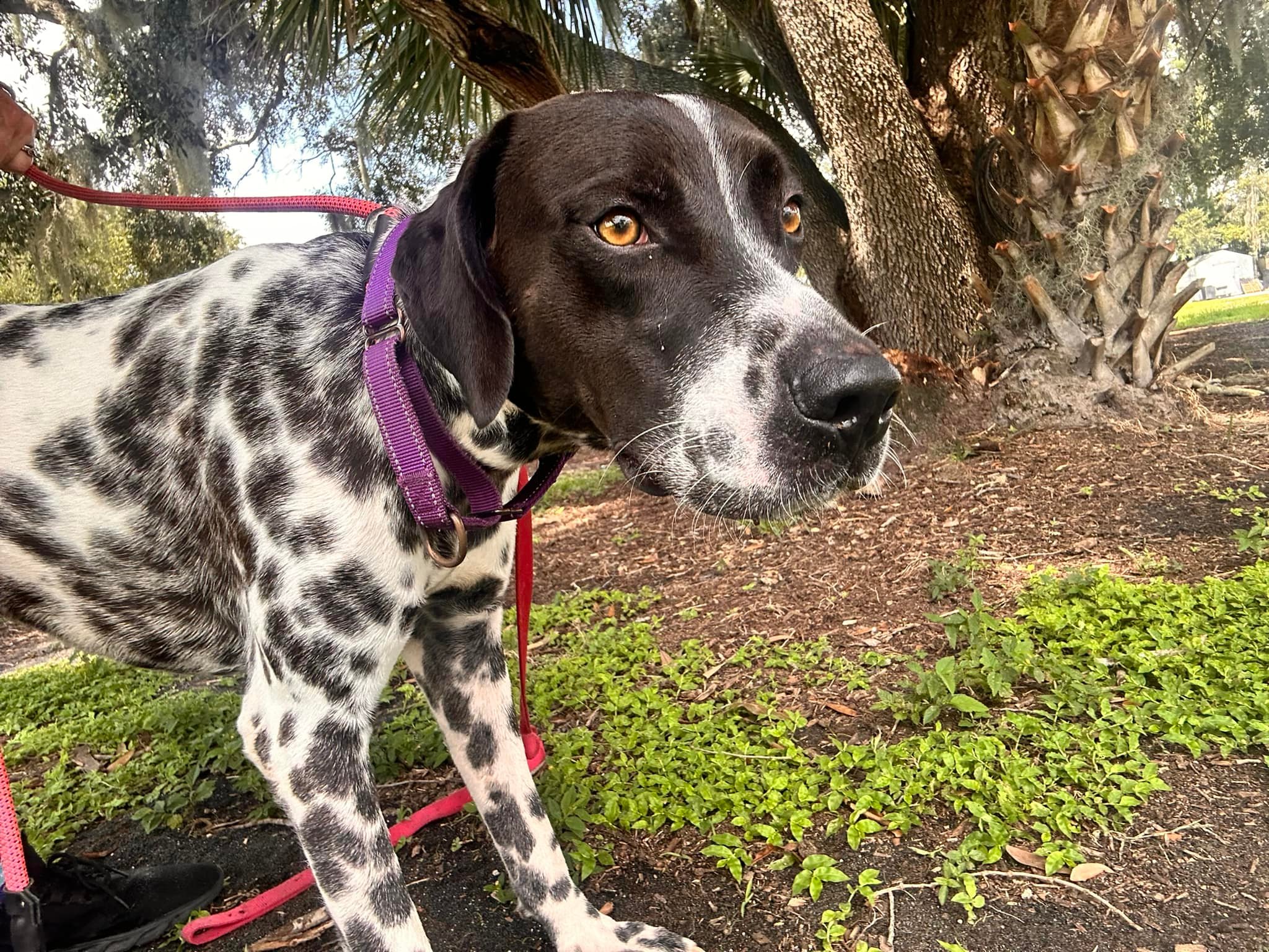 Florida Pointer Rescue | New Smyrna Beach FL