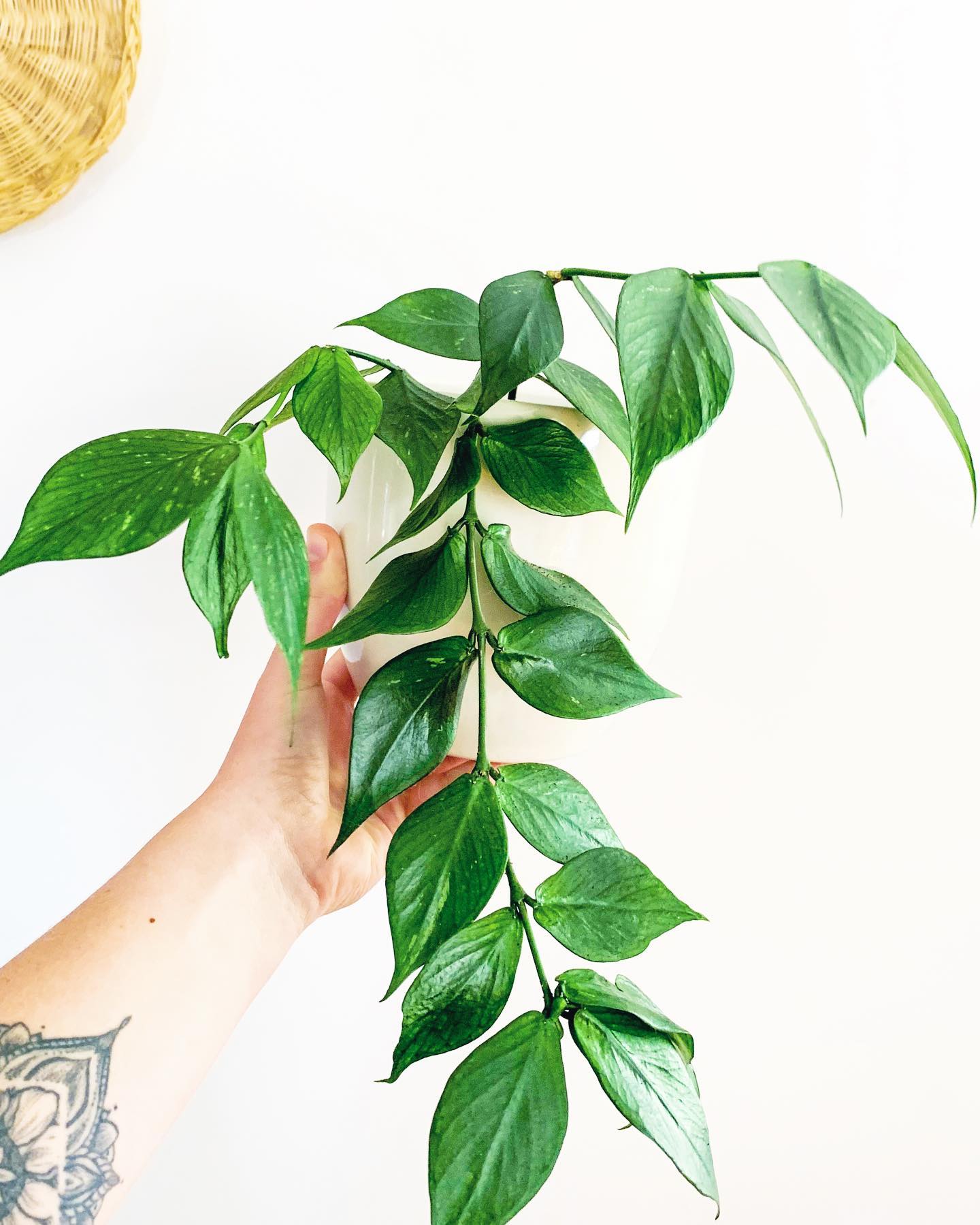 Growth NZ