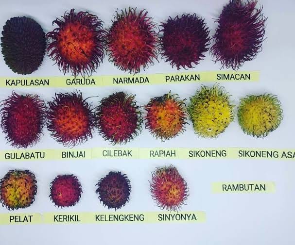 Farmer John - There are over 200 varieties of rambutan,... | Facebook