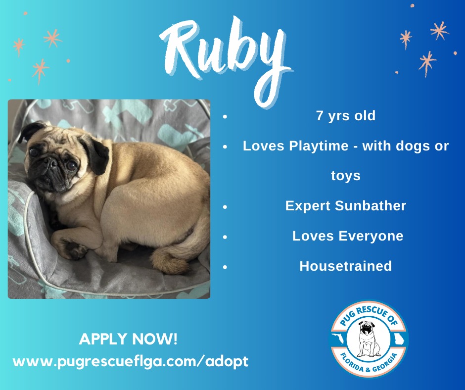 🐾 Meet Ruby, our... - Pug Rescue of Florida and Georgia | Facebook