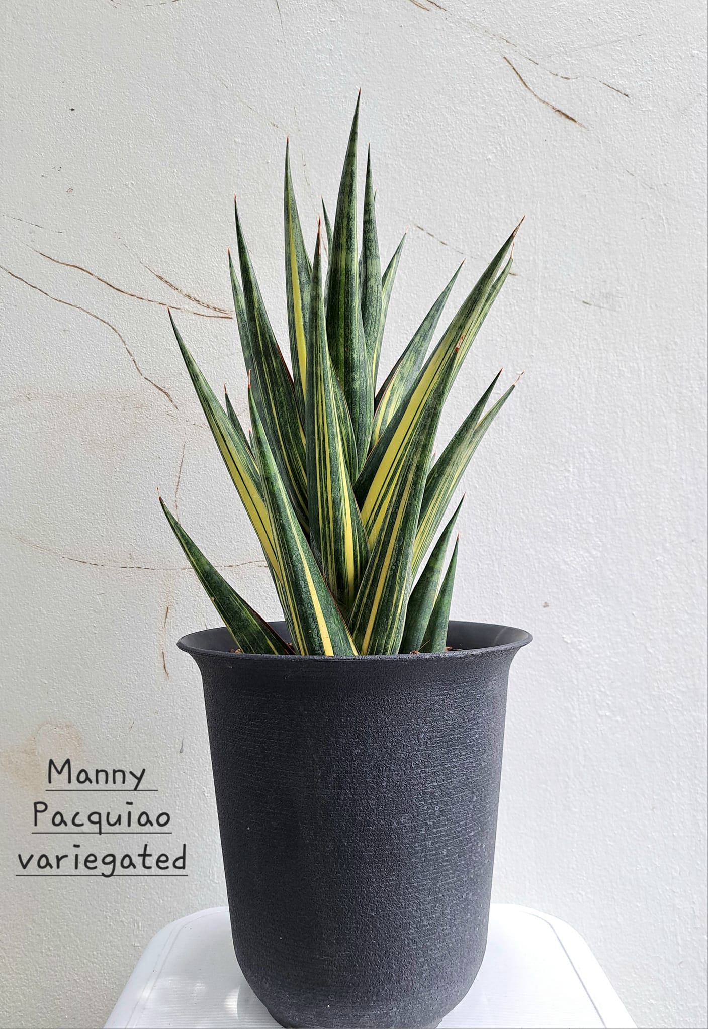 Sansevieria Aff. Manny Pacquiao Variegated #Sansevieria #對生葉序