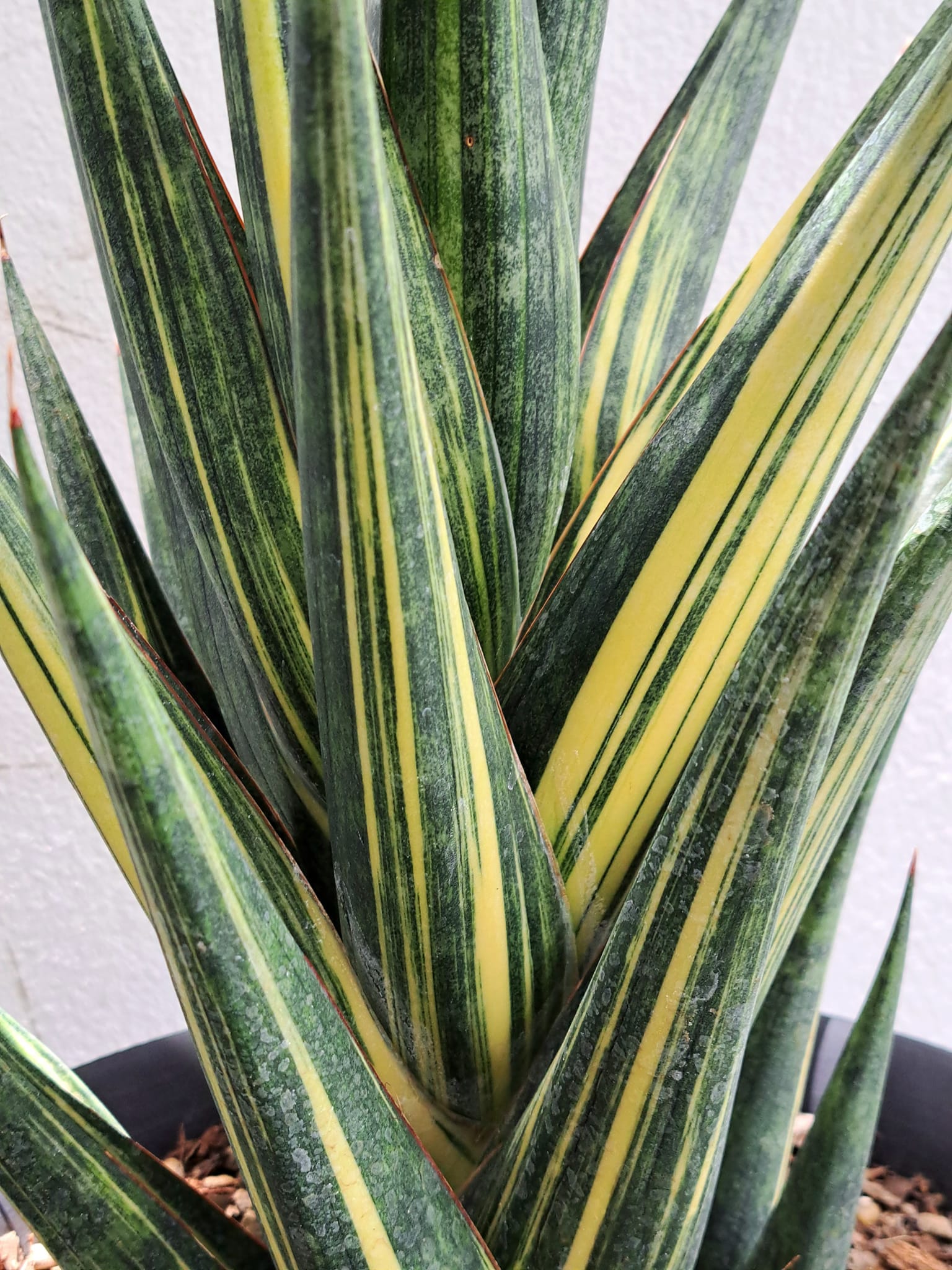 Sansevieria Aff. Manny Pacquiao Variegated #Sansevieria #對生葉序