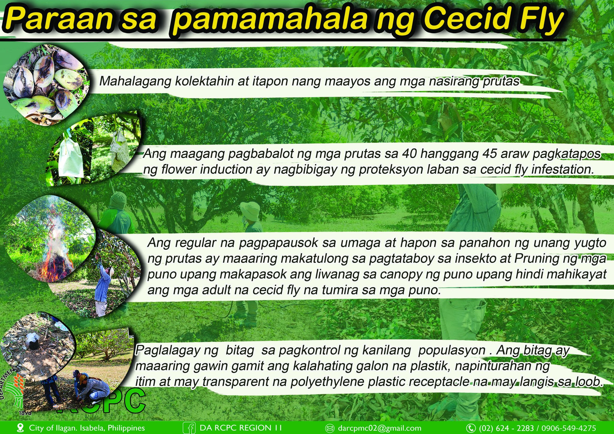 𝗣𝗼𝘀𝘀𝗶𝗯𝗹𝗲 𝗣𝗲𝘀𝘁 𝘁𝗼 𝗼𝗰𝗰𝘂𝗿: 𝗠𝗮𝗻𝗴𝗼 𝗖𝗲𝗰𝗶𝗱... - DA Region 2 CVIAL | Facebook