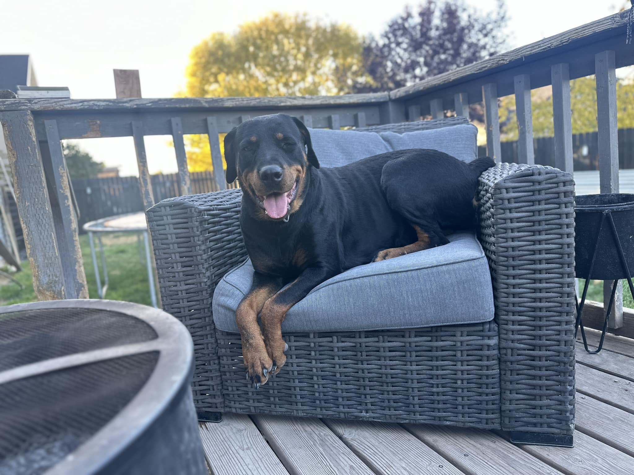 Heart of Idaho Rottweilers | Twin Falls ID