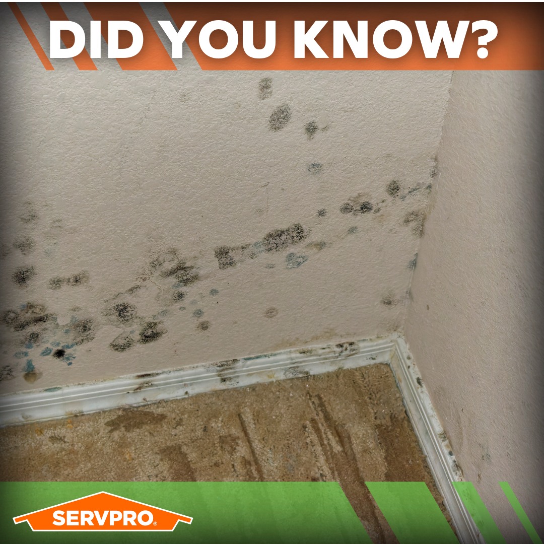 SERVPRO - Did you know? Mold can thrive in hidden areas like behind ...
