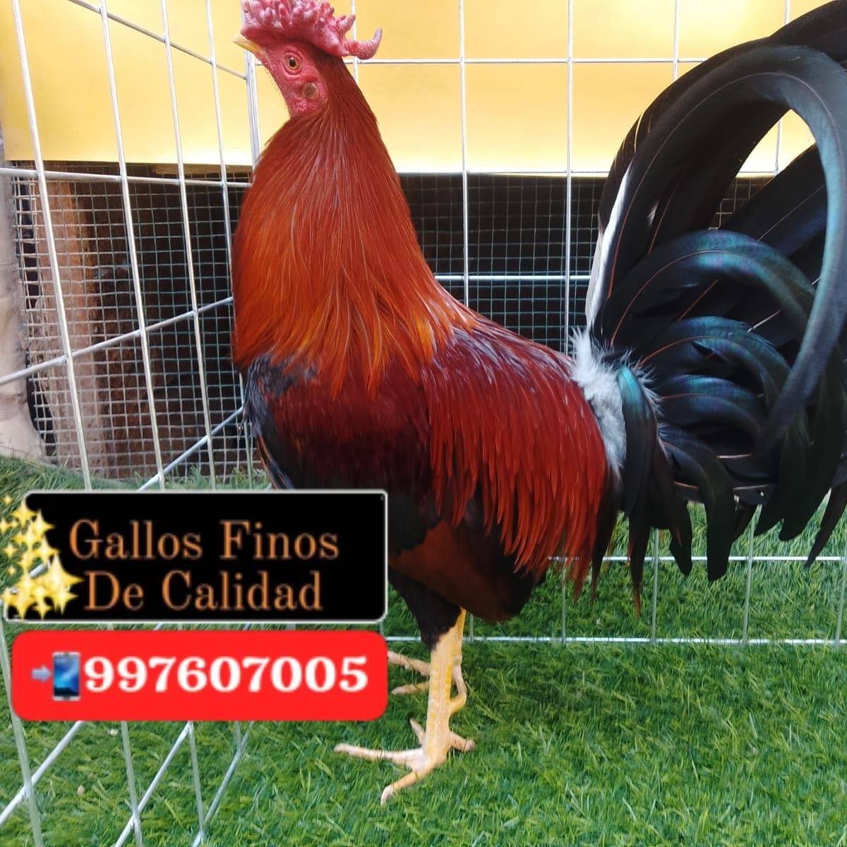 GALLOS FINOS DE CALIDAD | Facebook