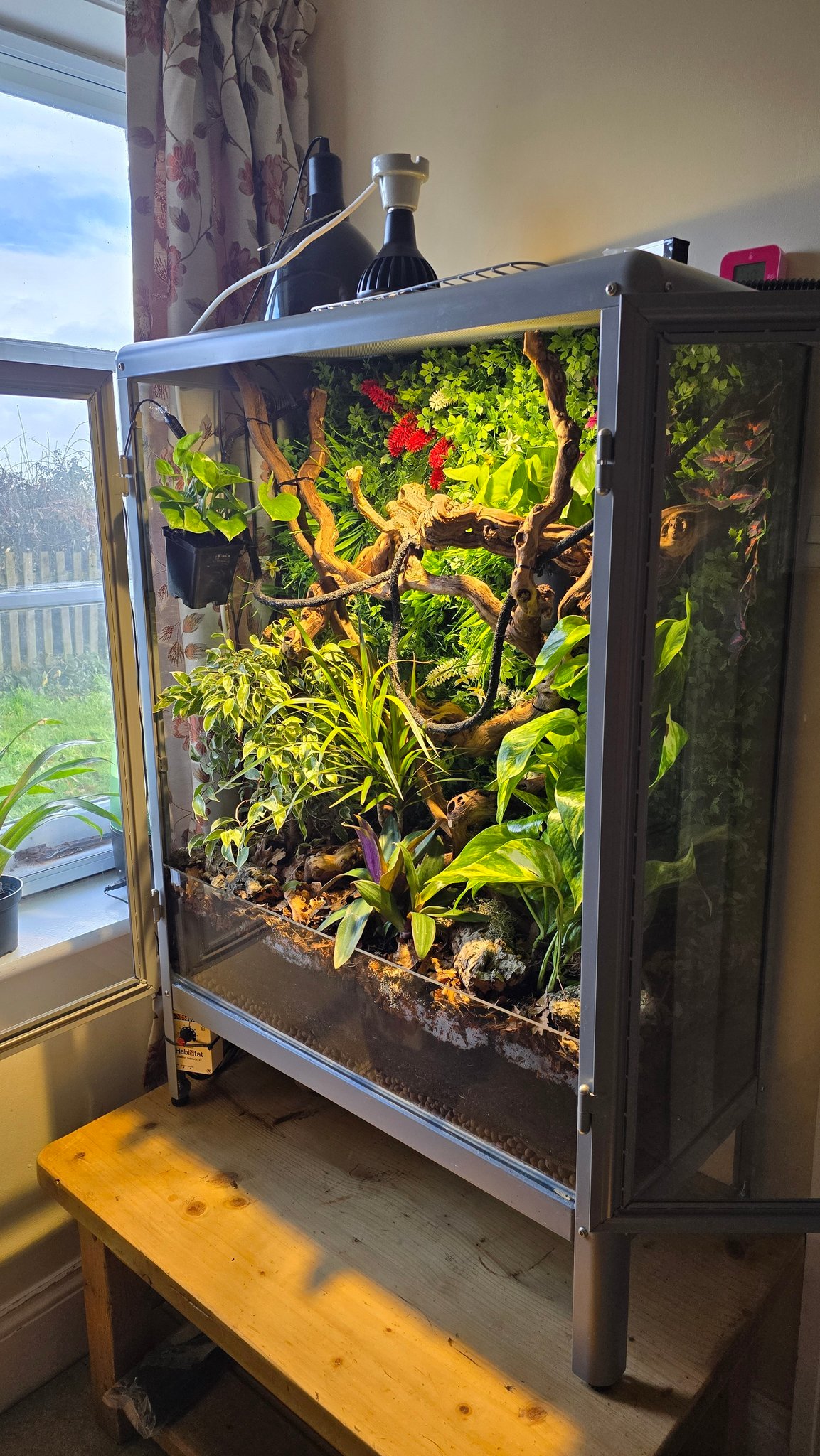 DIY Reptile Enclosures | Currently this is still uninhabited apart from ...