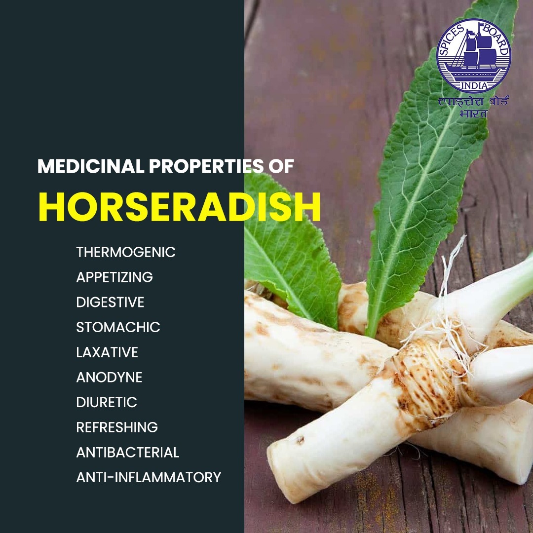 Discover the potent medicinal benefits of horseradish for your health and wellness! Department of Commerce, GoI #spicesboard #Horseradish #IncredibleSpicesOfIndia