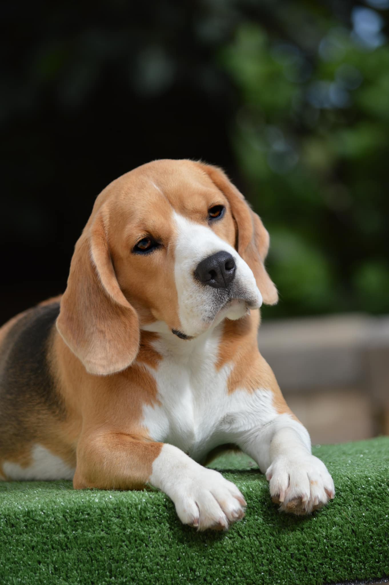 North Ridge Beagle kennel Malta | Madliena