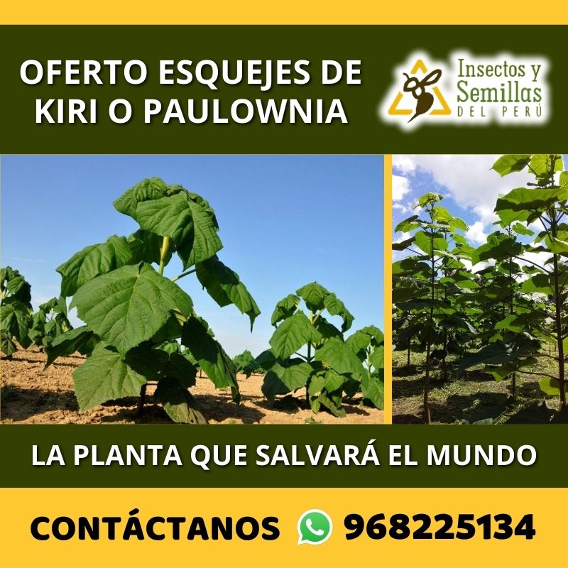 ESQUEJES DE KIRI ó... - Insectos y Semillas del Perú | Facebook