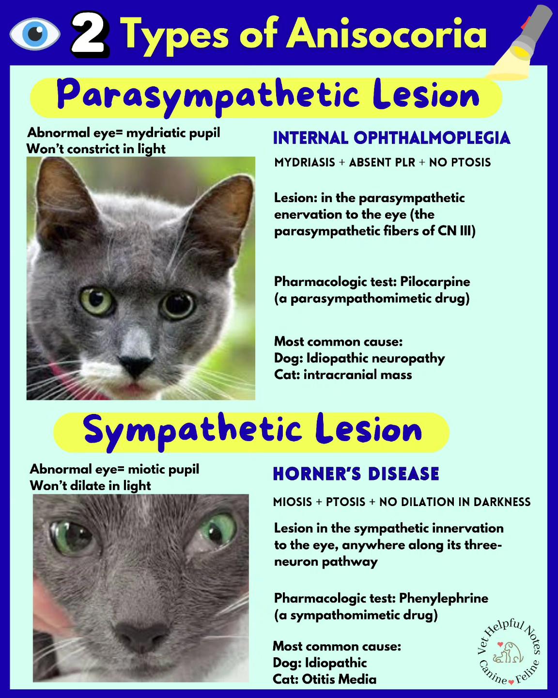 vet.helpful.notes - *** typo alert, above 2nd image, should say won't ...