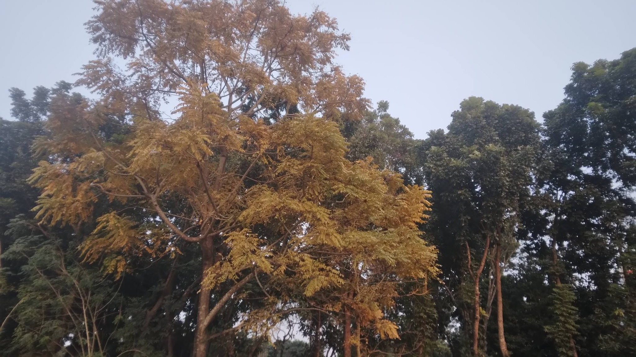 Sajeda Ayesha Sajeda