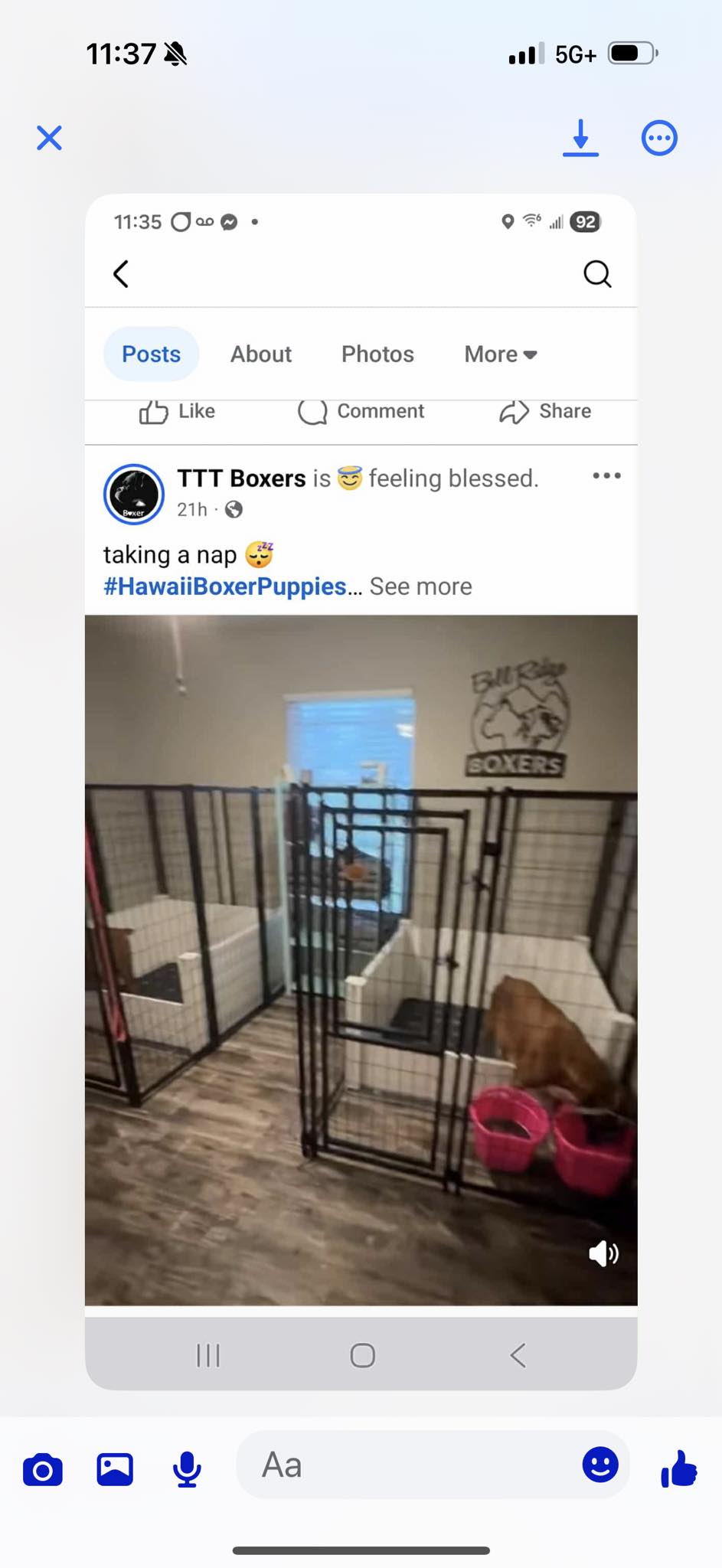 BellRidge Boxers added a new photo. - BellRidge Boxers
