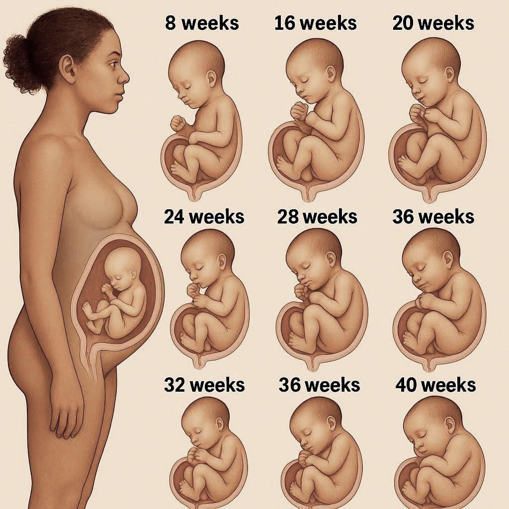 Dimax - 🌱 Baby Growth Week-by-Week Inside the Womb 🤰 This beautiful ...