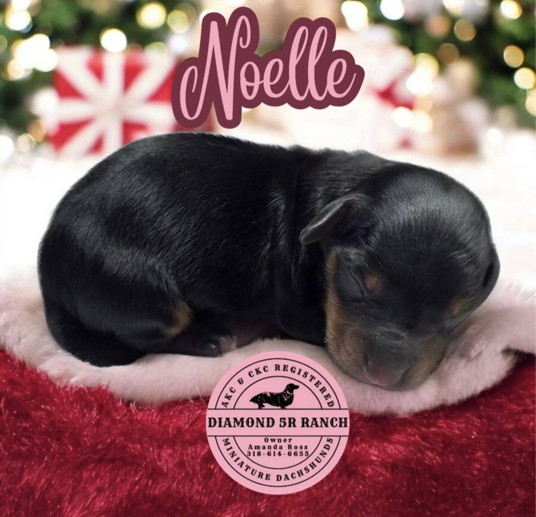 💝🎄🎅 The last... - Diamond 5R Ranch Miniature Dachshunds | Facebook