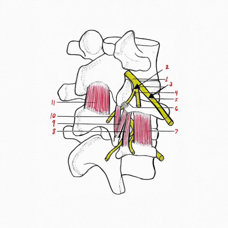 PhysioOsteoBook - LUMBAR NEUROMUSCULAR LINKS The deep layers of lumbar ...