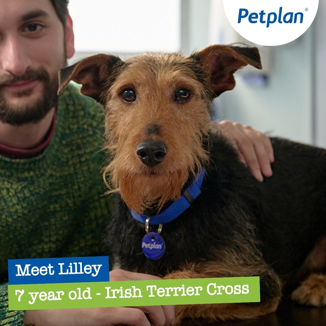 Petplan UK - Meet Irish Terrier cross, Lilley, the star of... | Facebook