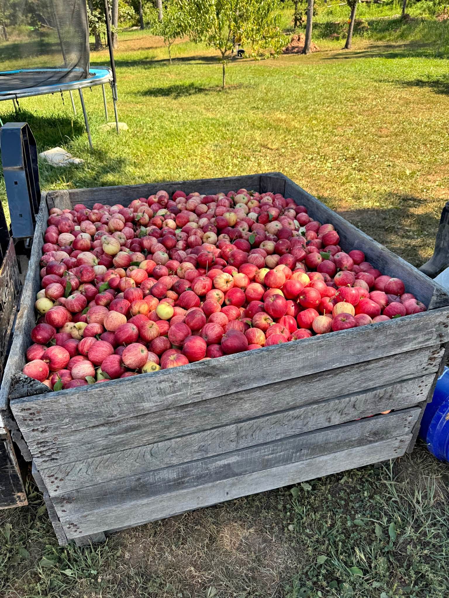 Deer apples - Small Animal Supplies - Rocky Ridge, Maryland | Facebook ...