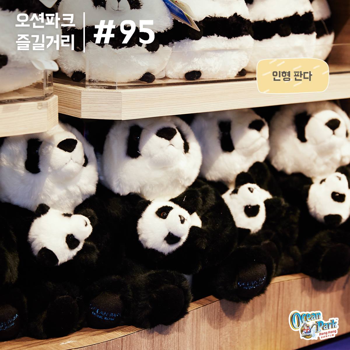 판다에 대한 모든 것. 여기에 다 판다. 홍콩... - 홍콩 오션파크 Ocean Park Hong Kong | Facebook