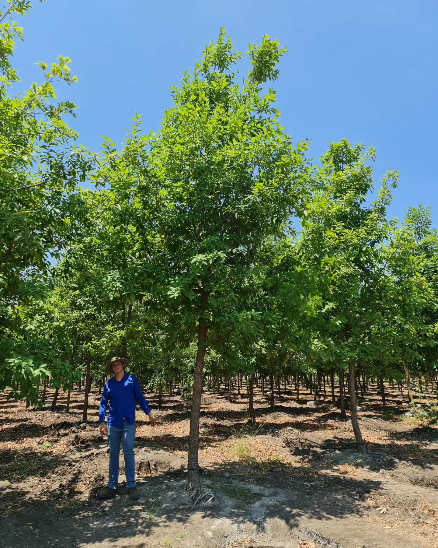 ENCINO ROBLE / MONTERREY OAK... - VIVEROS REGIONALES