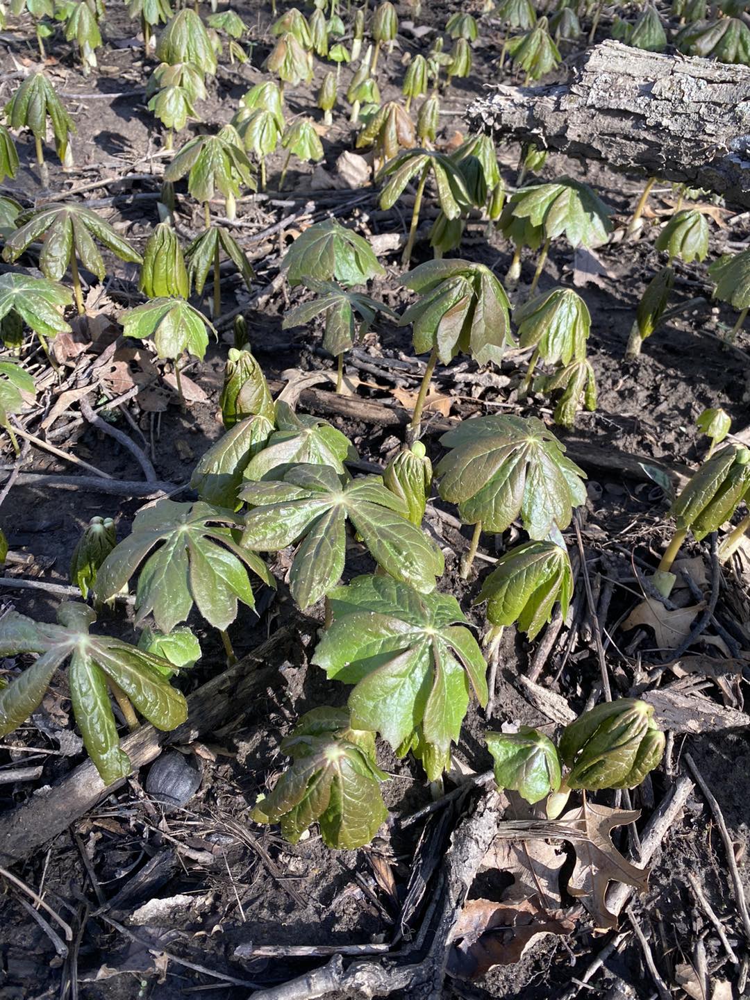 Natural - Spring is here and so are the mayapples (Podophyllum peltatum ...