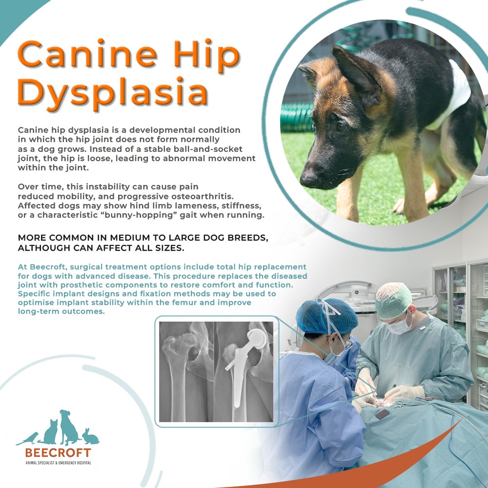 View of Beecroft - Canine hip dysplasia is a developmental orthopedic condition ...