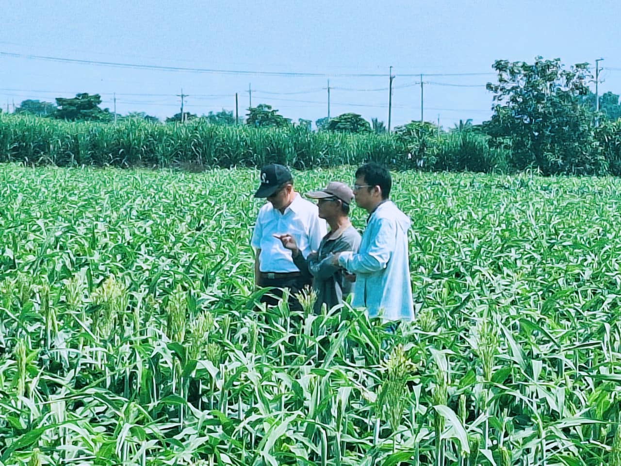 後壁區農會 - 🌱感謝種苗場 蒞臨指導本區高梁田🌱... | Facebook