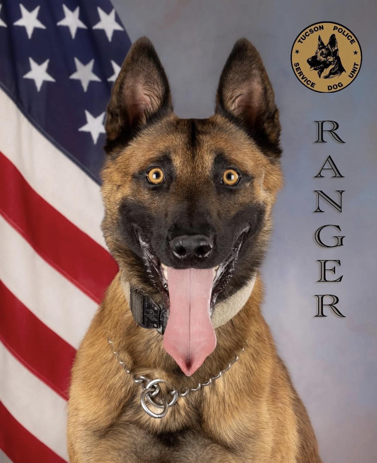 K-9 - Let’s all wish K-9 Ranger of the Tucson Police Department ...