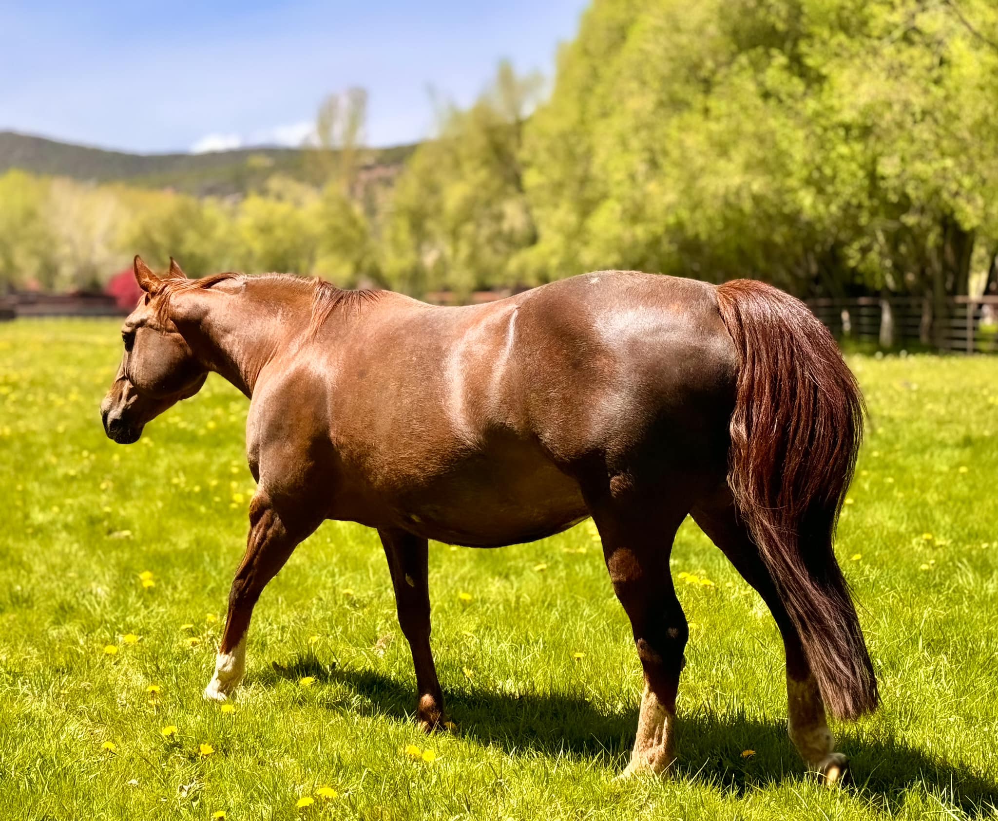 Iron Rose Ranch | Carbondale CO