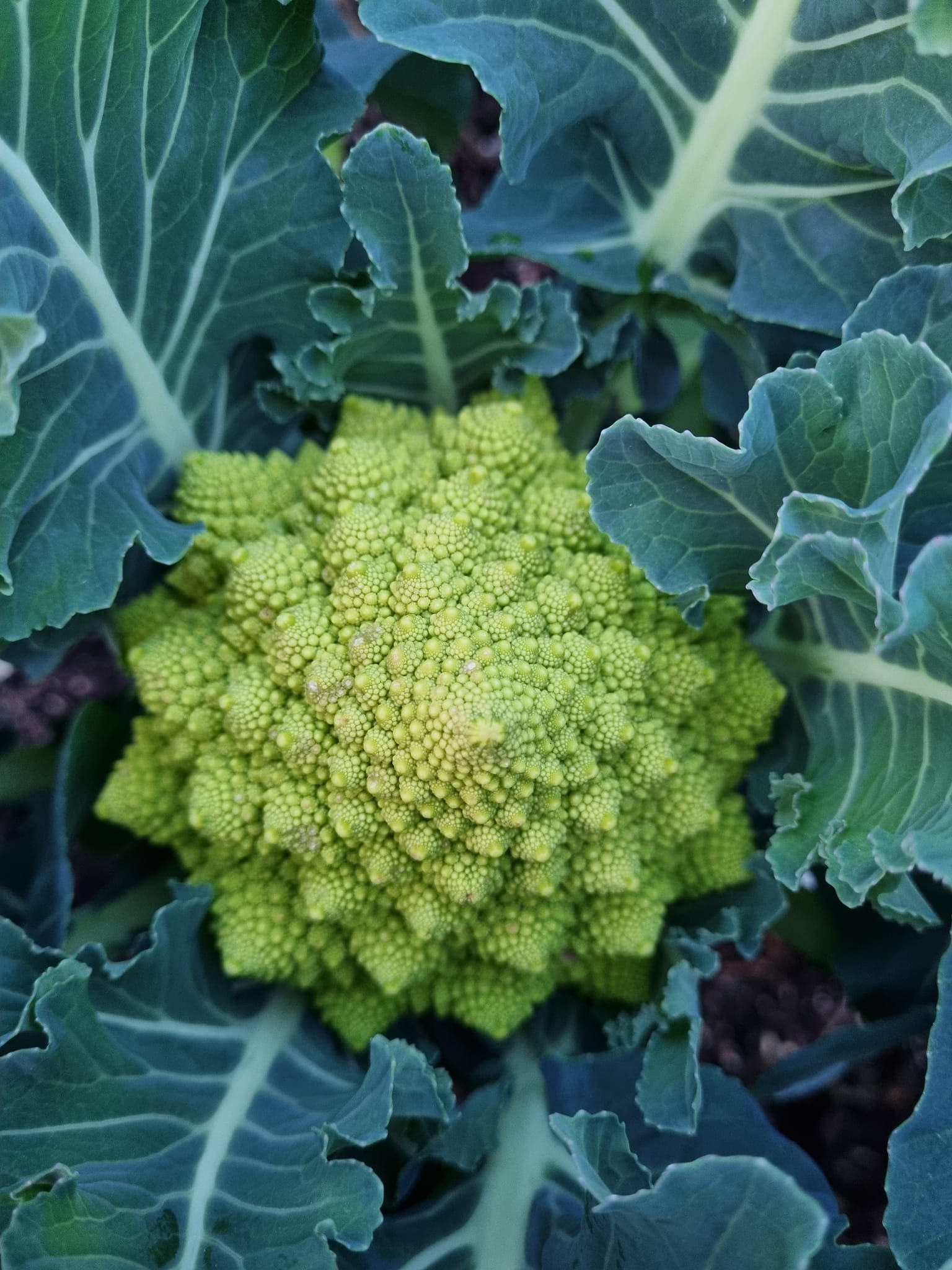 Cherry - How pretty is Broccoflower, with its lime green spiralling ...