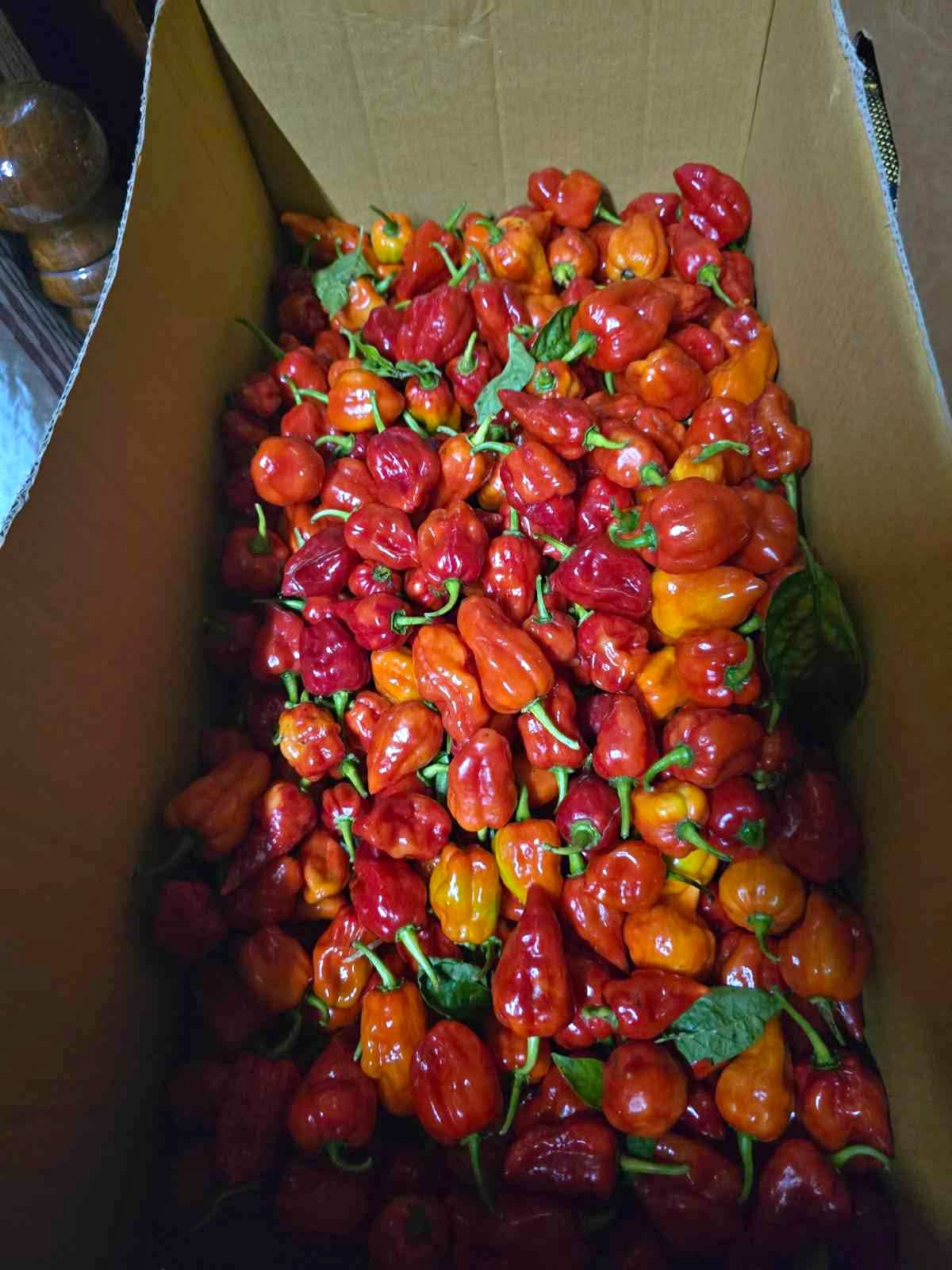 Bongo chilli for sale - Food - Nausori, Central, Fiji | Facebook ...