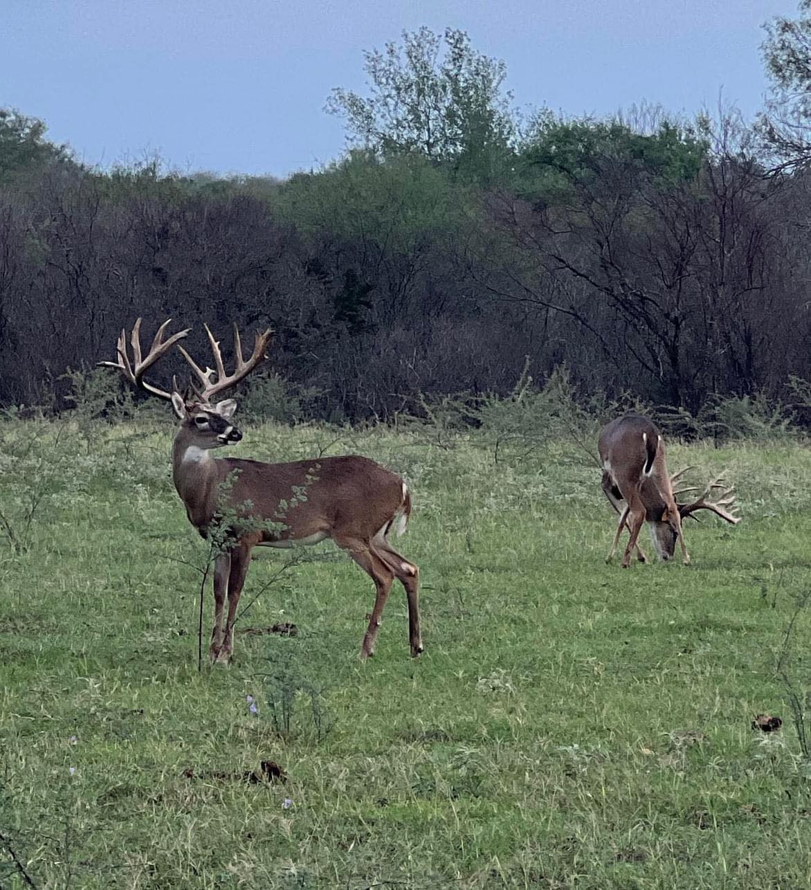 DEA Ranch - Dancing Elk Alexander Ranch | Mathis TX