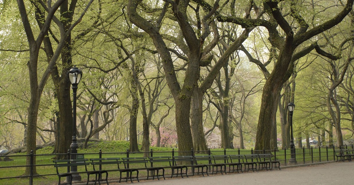 Central - This #ArborDay, we invite you to learn about Central Park’s ...