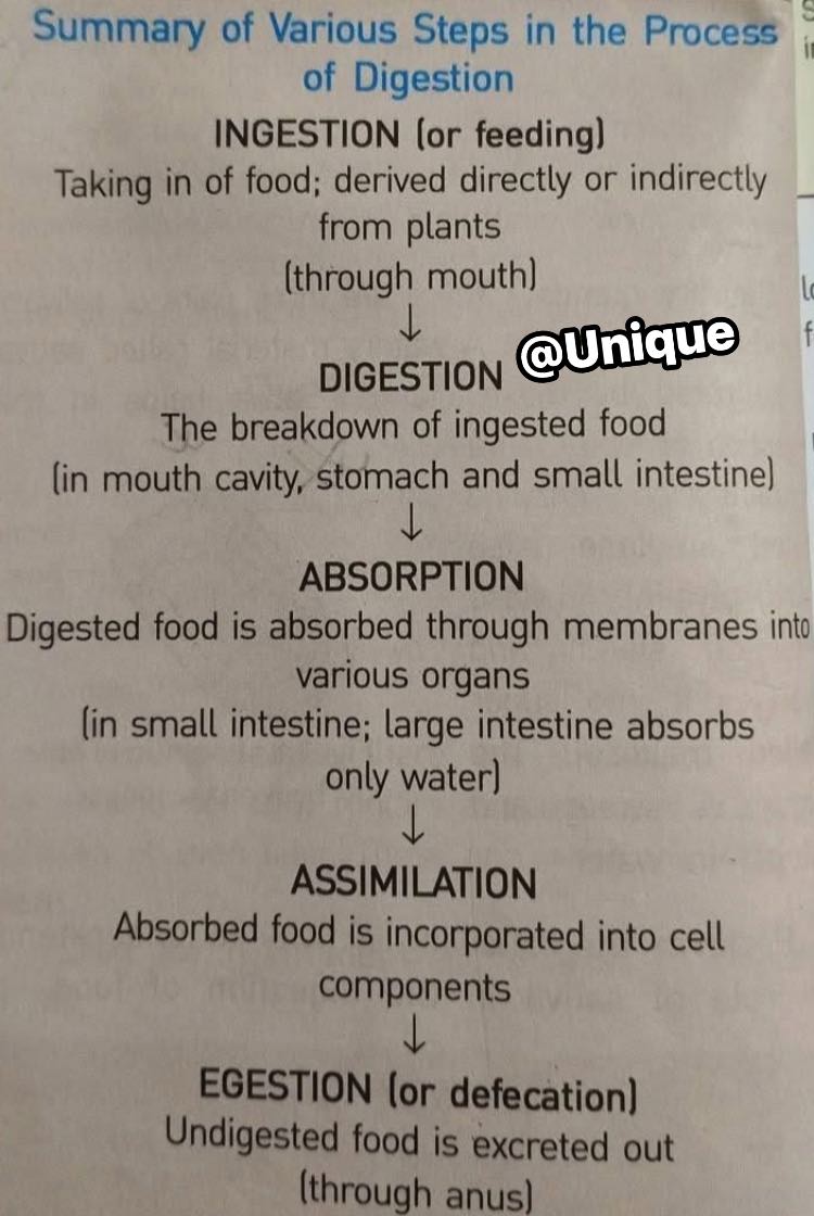World Medical Students | Process of digestion | Facebook