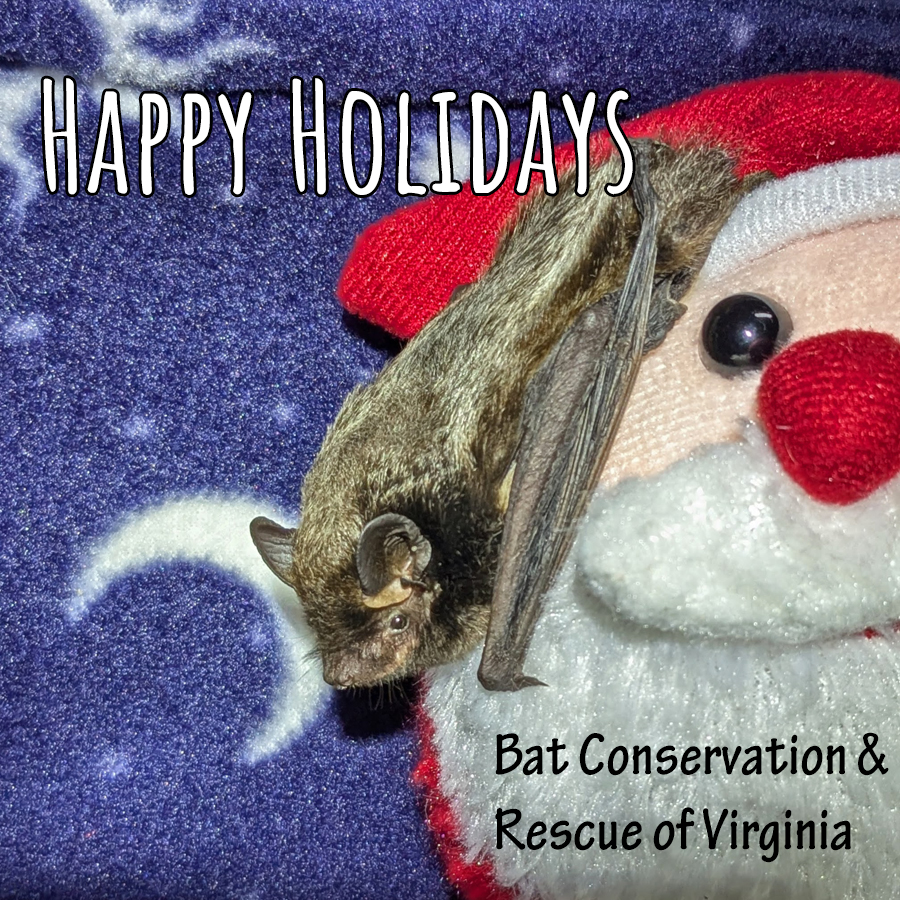 Bat Conservation International - Happy National #BatmanDay! Bats being ...