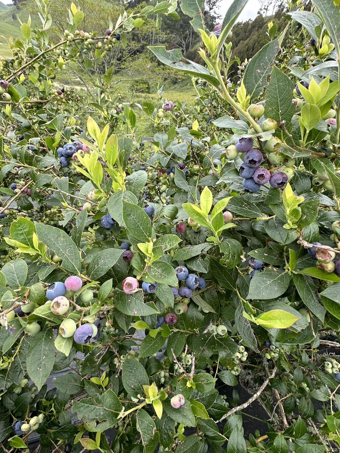 Te Kopia Farm Blueberries | Rotorua