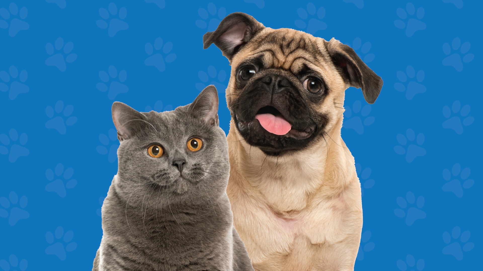 Image showcasing Low Cost Dog & Cat Mobile Vaccine Clinic